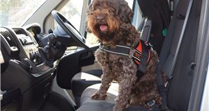 Drivers could void insurance and face fines for not securing pets