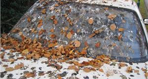 Why Bird Droppings Damage Car Paintwork
