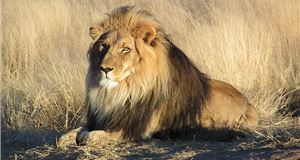 Castle Combe to Become a Safari Park