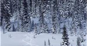 Car care firm warns of 'Breakdown Day'