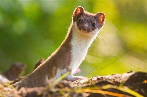 Weasel