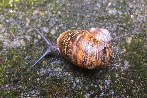 Snail 25th May 2018