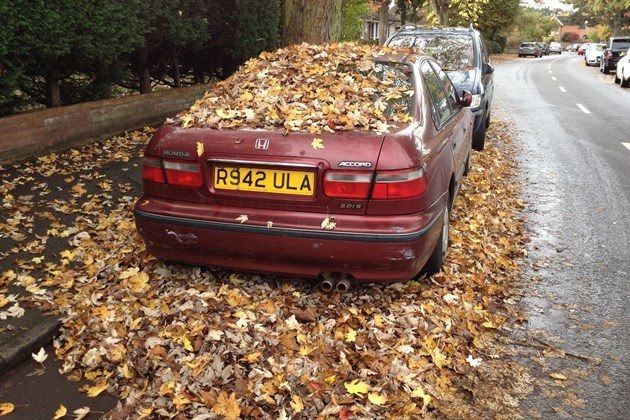Honda Accord Leaves
