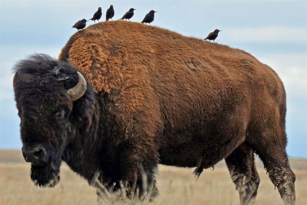 Bison